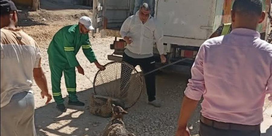 محافظ الدقهلية يتابع حملات مواجهة الكلاب الضالة بميت غمر استجابة لشكاوى المواطنين