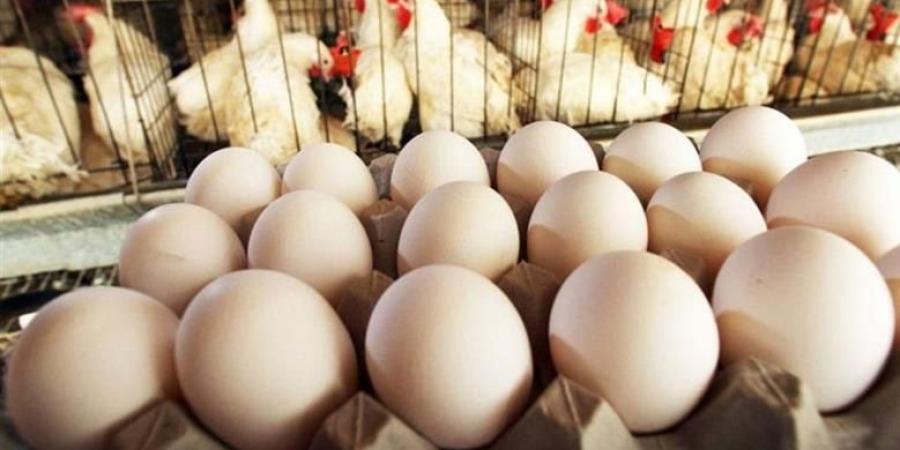 رئيس شعبة الثروة الداجنة يوضح أسباب ارتفاع أسعار البيض ويكشف كواليس أزمة الأعلاف