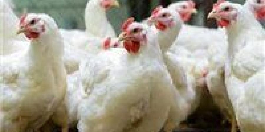 سعر الدواجن اليوم الثلاثاء 29 سبتمبر في الأسواق