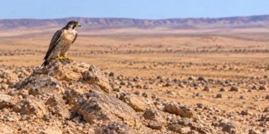 "الشاهين" يعبر الحدود الشمالية السعودية فى أكتوبر.. موسم جديد لعشاق المقناص والصقارة