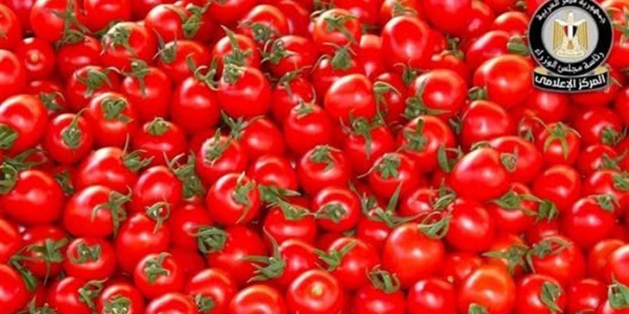 الوزراء: معدلات إصابة الطماطم بـ"توتا أبسلوتا" طبيعية
