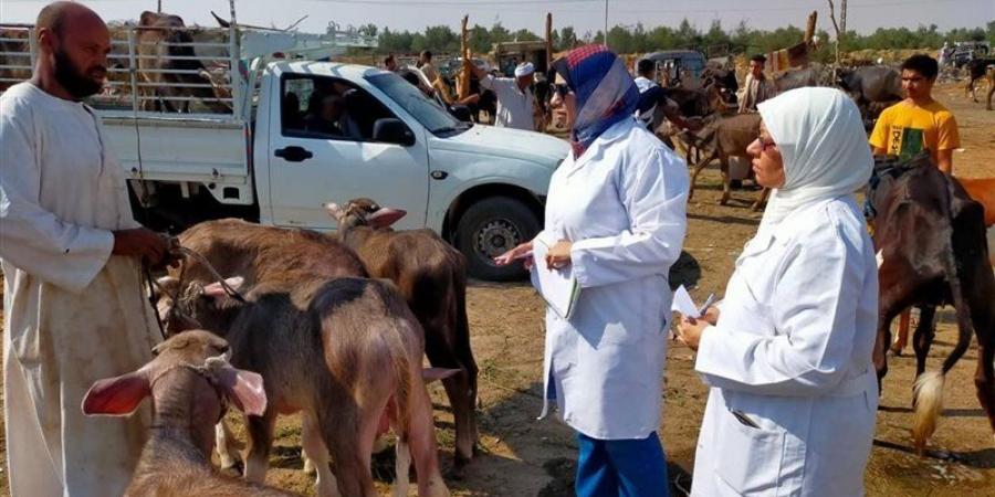1037 ترخيصًا جديدًا و774 تسجيلة أعلاف، حصاد قطاع الثروة الحيوانية والداجنة خلال سبتمبر