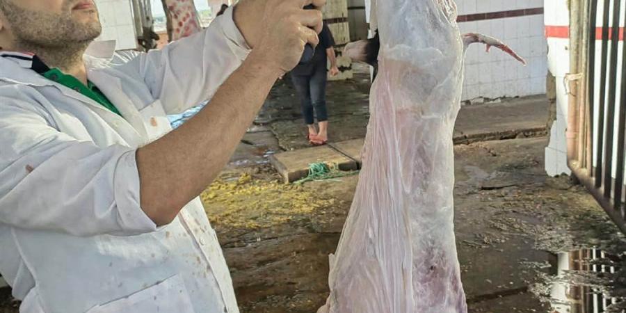 إعدام رأسين من الماشية المصابة بالسل بمجزر شطا في دمياط
