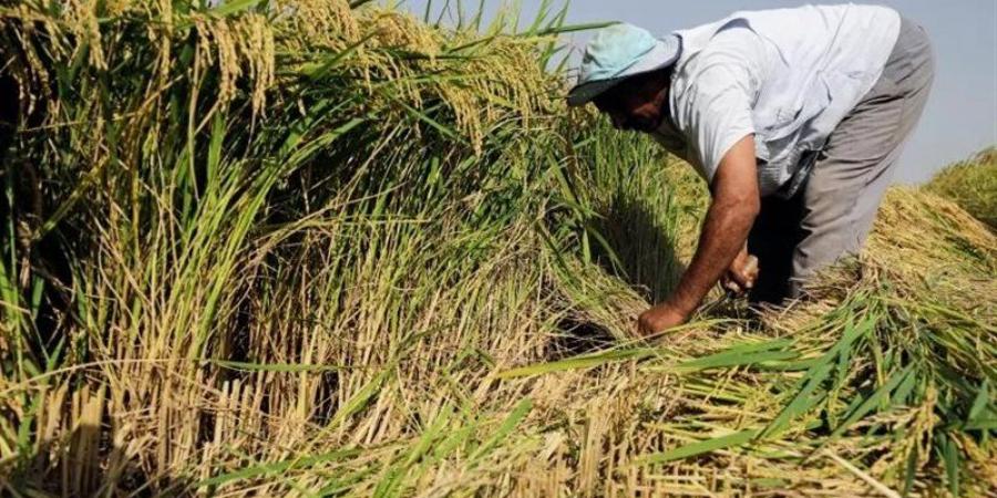 ثعابين حقول الأرز في الدلتا، طبيب بيطري يحذر: الضفادع أحد أسباب انتشارها