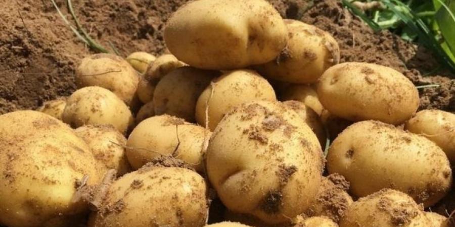 تسقيف سعر البطاطا بـ 90 دينارًا للمستهلك