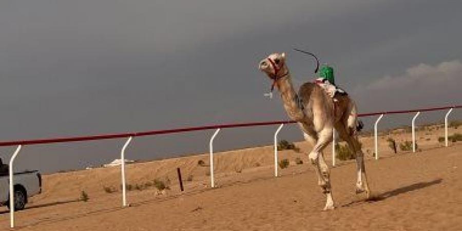 ميدان نجران للهجن يعلن نتائج سباق الميادين لسن اللقايا