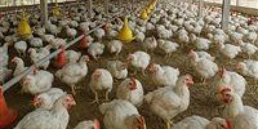سعر الدواجن اليوم السبت 3 أكتوبر في الأسواق