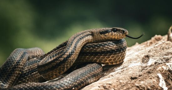 60 جرعة من المصل.. إنقاذ شخص لدغه ثعبان تسبب فى توقف النبض فى الفيوم