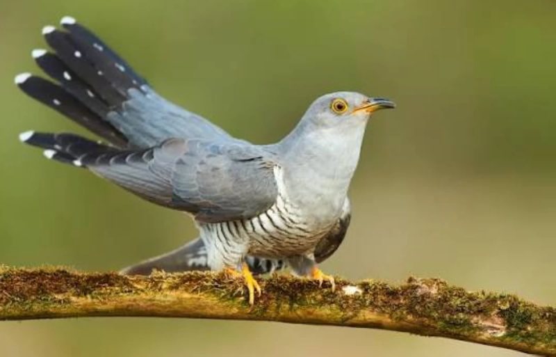 اليوم العالمي للطيور المهاجرة يركز على التوعية بأهمية التعامل مع الطيور المهاجرة.. ما أصل ذلك الاحتفال؟