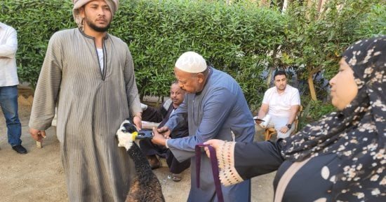 الطب البيطري بسوهاج تسلم 770 رأس أغنام لـ 375 أسرة من الأكثر احتياجا