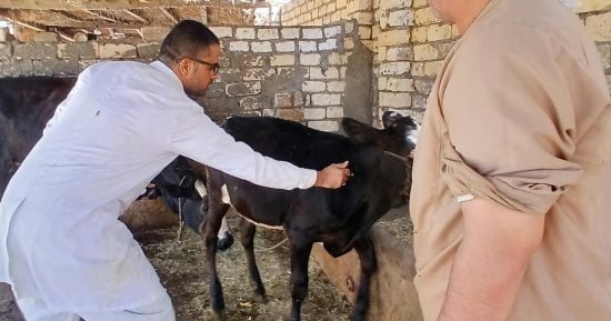 الطب البيطرى بالإسماعيلية يحصن 47 ألفًا و670 حيوانًا ضد الحمى القلاعية