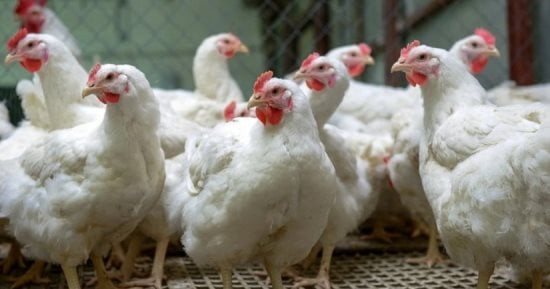 سعر كيلو الفراخ بالقليوبية الأربعاء 28- 10- 2026.. البيضا بـ78 جنيها