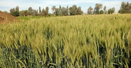 الذهب الأصفر.. زراعة الشرقية تستهدف زراعة 400 ألف فدان قمحًا بالموسم الشتوي الجديد