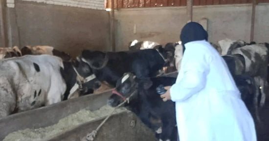 "بيطري الفيوم": حملة الجلد العقدي وطاعون المجترات تستهدف 142 ألف رأس ماشية