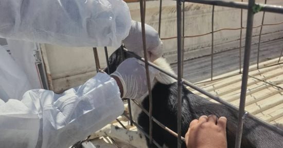 تحصين 48 كلبا ضالا والتحفظ على 7 بعد بلاغ عقر بقرية أولاد عزاز بسوهاج.. صور