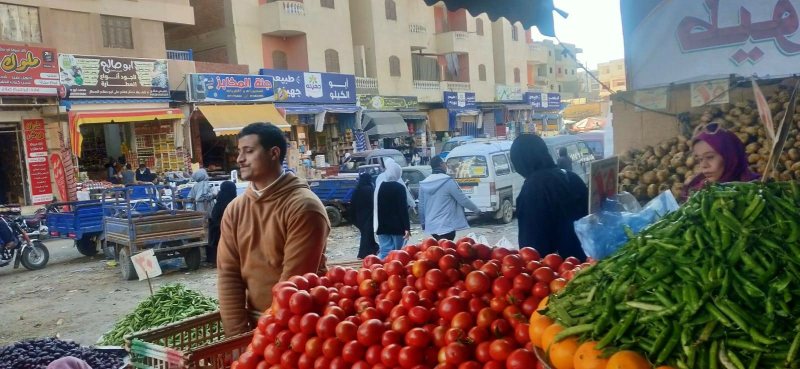 نقيب الفلاحين: يكشف مخاطر«سوسة الطماطم».. وتأثيرها على سعر المحصول